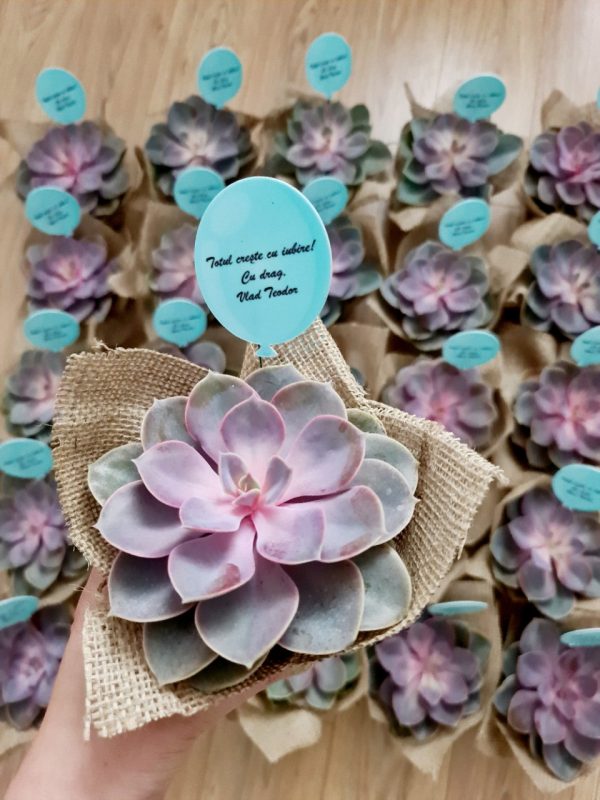 Marturii planta suculenta mare